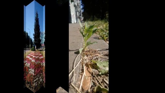 Красивые городские цветы в летнее время смотреть онлайн