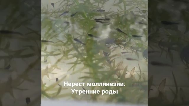 Нерест моллинезии. Утренние роды #моллинезия #нерест #рыбка #аквариум #рождение смотреть онлайн