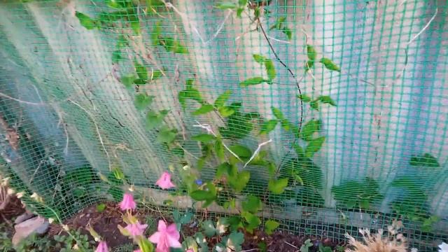 обзор цветника и другой части участка 12 июня ч. 1 смотреть онлайн