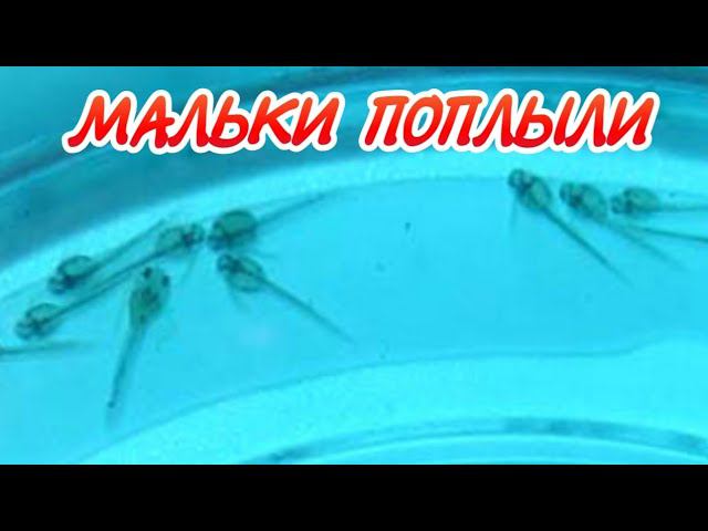 МАЛЬКИ ГУРАМИ И КОРИДОРАСА ПОПЛЫЛИ смотреть онлайн