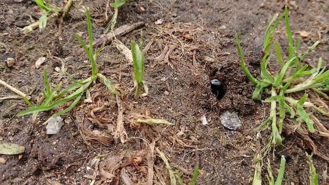 Beetle Life 2 смотреть онлайн