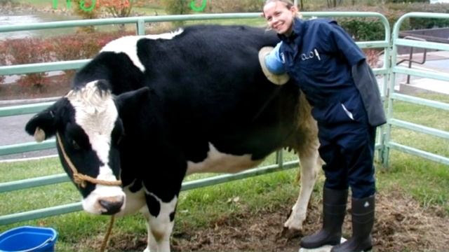 Вот зачем Вырезают Коровам Дыры В Боку! смотреть онлайн