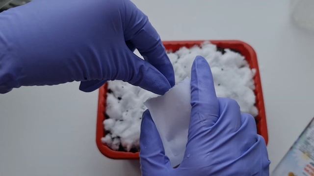 АКВИЛЕГИЯ ИЗ СЕМЯН. Сеем ПРАВИЛЬНО и ОНА ВЗОЙДЁТ. СЕКРЕТЫ СТРАТИФИКАЦИИ, смотреть онлайн