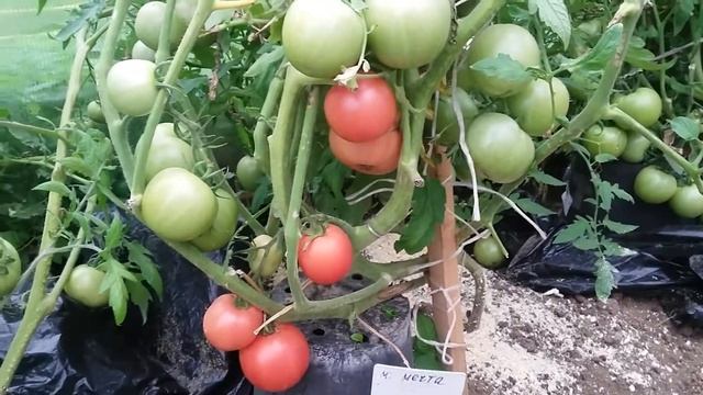 Томат "Малиновая мечта". Урожай 2019 года. смотреть онлайн