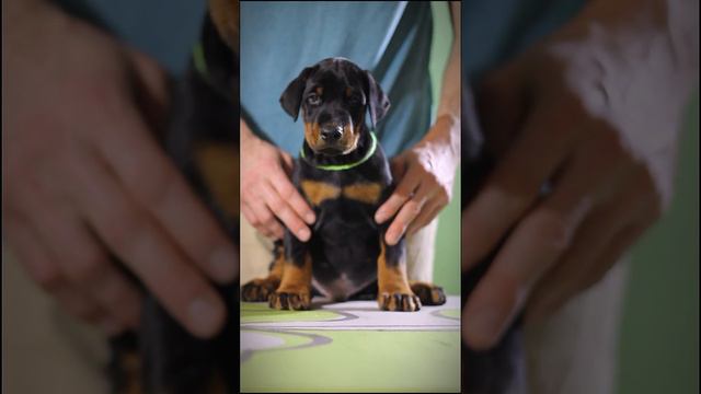Щенок добермана ищет семью (Available doberman puppy) #доберман смотреть онлайн