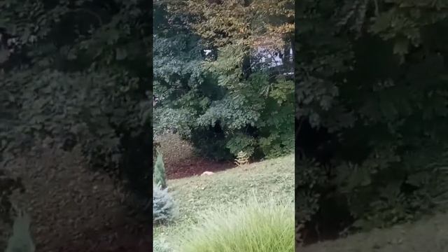 пчелы это тоже домашний бизнес. смотреть онлайн