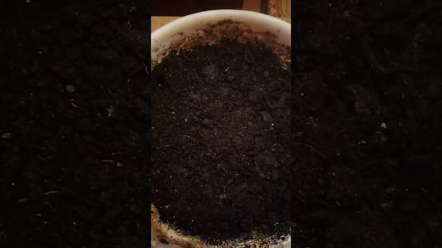 Хотела посадить пепино, а посадила не понятно что. Редиска? смотреть онлайн