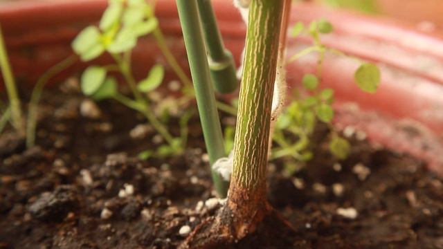 Лимон Пондероза (Lemon Ponderosa) - первый плод на укоренённой спустя 1,5 года веточке