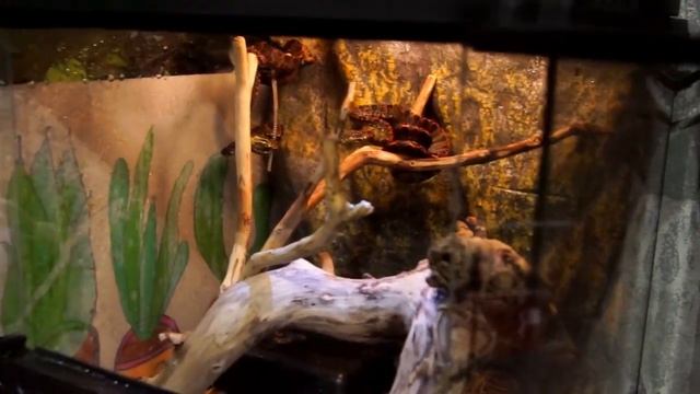 Первое кормление Садовых удавов: Хитрости и тонкости / Стартуем с разморозки крыс! смотреть онлайн