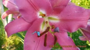 Лилия от-гибрид Донато (lilium ot-hybrids donato) ? Донато обзор: как сажать, луковицы лилии Донато