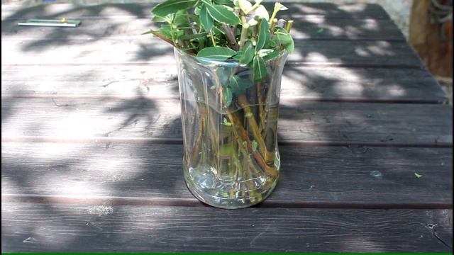 삼색버드나무 삽목하기 (화이트핑크셀릭스) - how to cuttage White pink salix смотреть онлайн