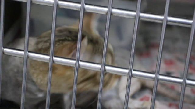 How to treat infected skin wounds in cats смотреть онлайн