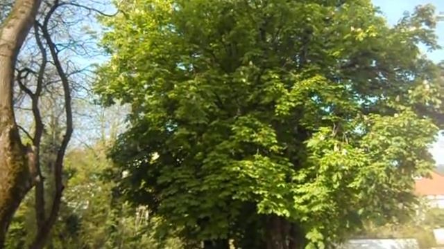 ВЕСНА ТУАПСЕ КАШТАНЫ.2018 04 23 05 55 42