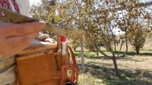 Пчеловодство в Америке