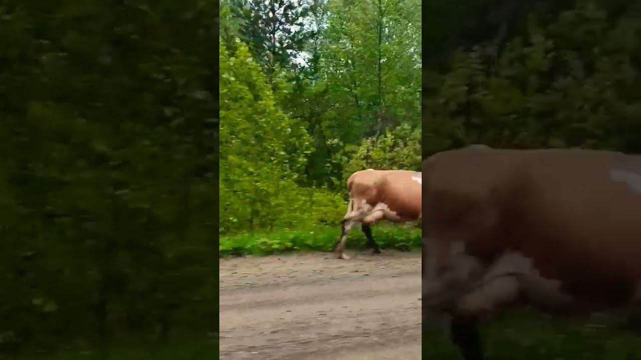 касули сибирские обыкновенные #город #авто #adventure #касули #nature смотреть онлайн