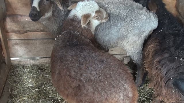 Купил овечку, индоутки все сели на яйца. смотреть онлайн