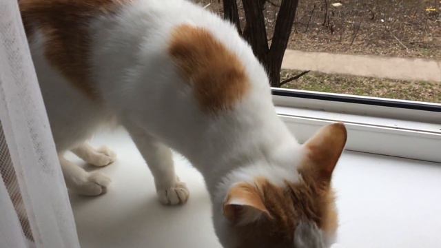 ВЕСНА ПРИШЛА 06.03.19 | Кот в доме хозяин | кот Шарик смотреть онлайн