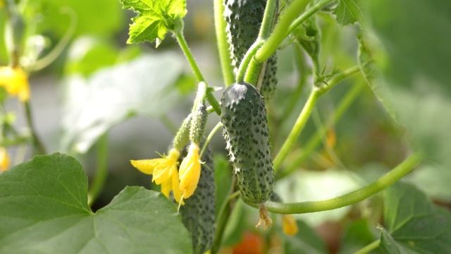 За ночь Огурцов нарастает немерено! Вот супер подкормка для плодоношения Огурцов в Июле-Августе! смотреть онлайн