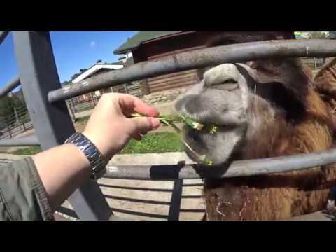 Верблюд в Гродненском Зоопарке 2018 смотреть онлайн