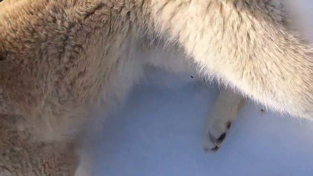 Пять лаек в березках смотреть онлайн