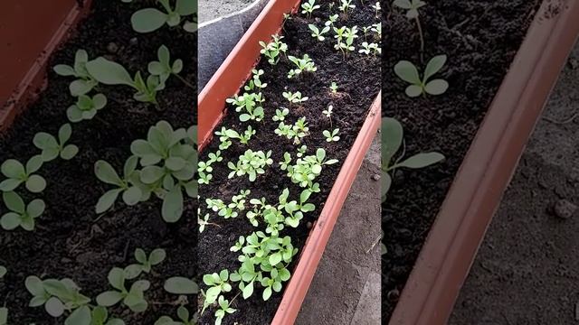 Рассада астр / Заболевание астр / Всходы астр из домашних семян / Астры в теплице выздоровели смотреть онлайн