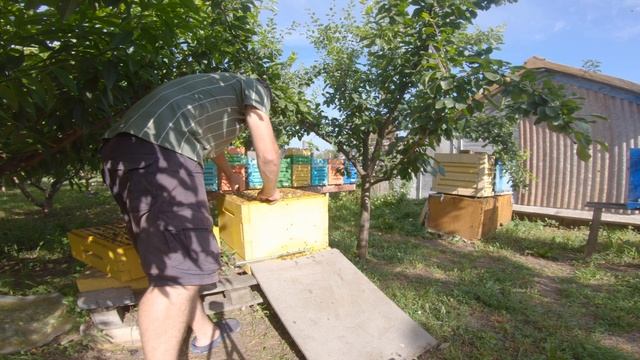 Племенной Buckfast BZF B69 от Peter Stofen спустя 2 года! смотреть онлайн