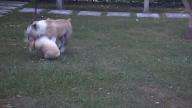 BULLCANES Dollar & Martina playing..... смотреть онлайн