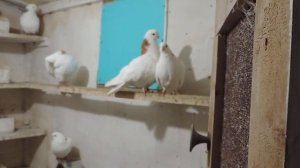 мои ижевские голуби