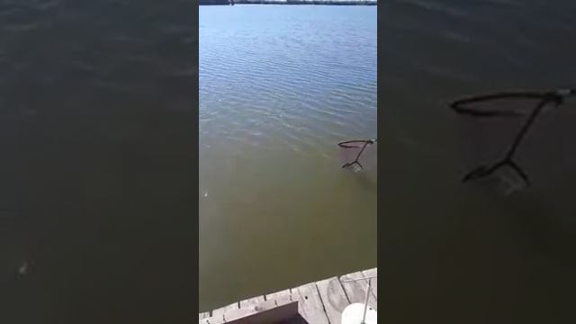 FlatFeeder Романовские пруды