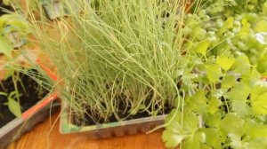 Эффективный способ посадки  семян в кипяток , доказательство .