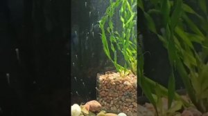 Размножение золотой рыбки оранды. От нереста до малёчка в одном видео!#золотыерыбки