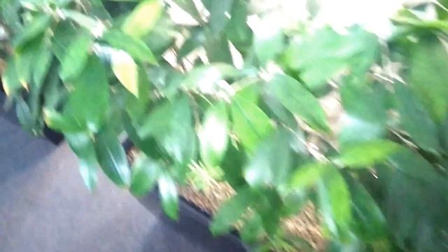 Lechuza Cararo with Dracaena surculosa смотреть онлайн