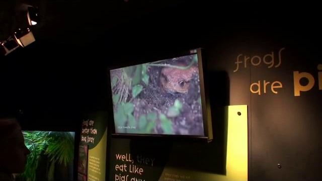 Земноводные и лягушки в Аквариуме в Ванкувере смотреть онлайн