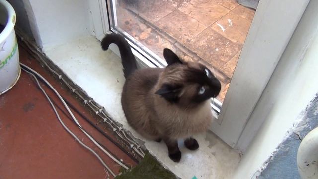 My Siamese Cat after 6 years. Мой сиамский кот в в 6 лет. смотреть онлайн