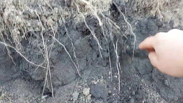 Кукуруза 2021. Корни и уплотнение почвы. Осмотр кукурузы. смотреть онлайн