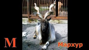 Животные на букву м.