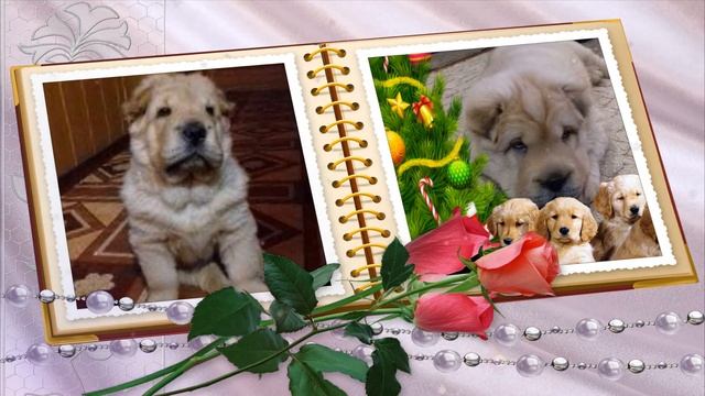 С НОВЫМ ГОДОМ СОБАКИ! ПОЗДРАВЛЯЮ ДОРОГИЕ ДРУЗЬЯ! смотреть онлайн