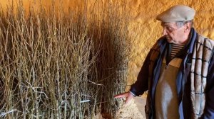 Саженцы Груши на полукарликовом  подвое айвы, сорта Янис и Яблунивська