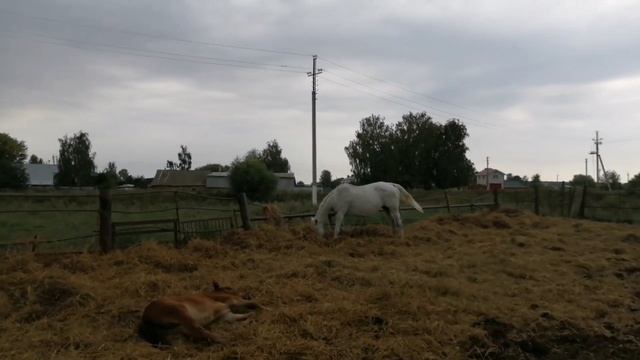 Лошади сбежали с электропастуха. Осмотр лошадей смотреть онлайн