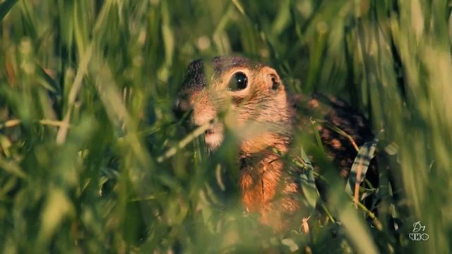 Суслик в Воронежской области/Ломовской парк смотреть онлайн