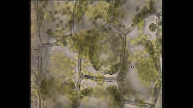 #Жизнедеятельность клетки, ее деление и рост | Биология 6 класс #4 | Инфоурок смотреть онлайн