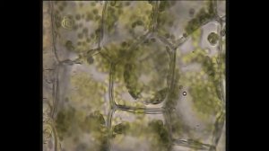 #Жизнедеятельность клетки, ее деление и рост | Биология 6 класс #4 | Инфоурок