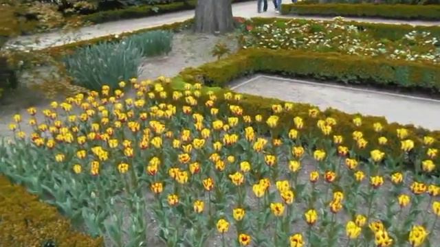 Tulipan Tulipa Helmar - Www.GuiaJardines.com