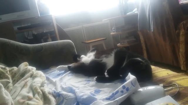 Вот интересно что снится коту смотреть онлайн