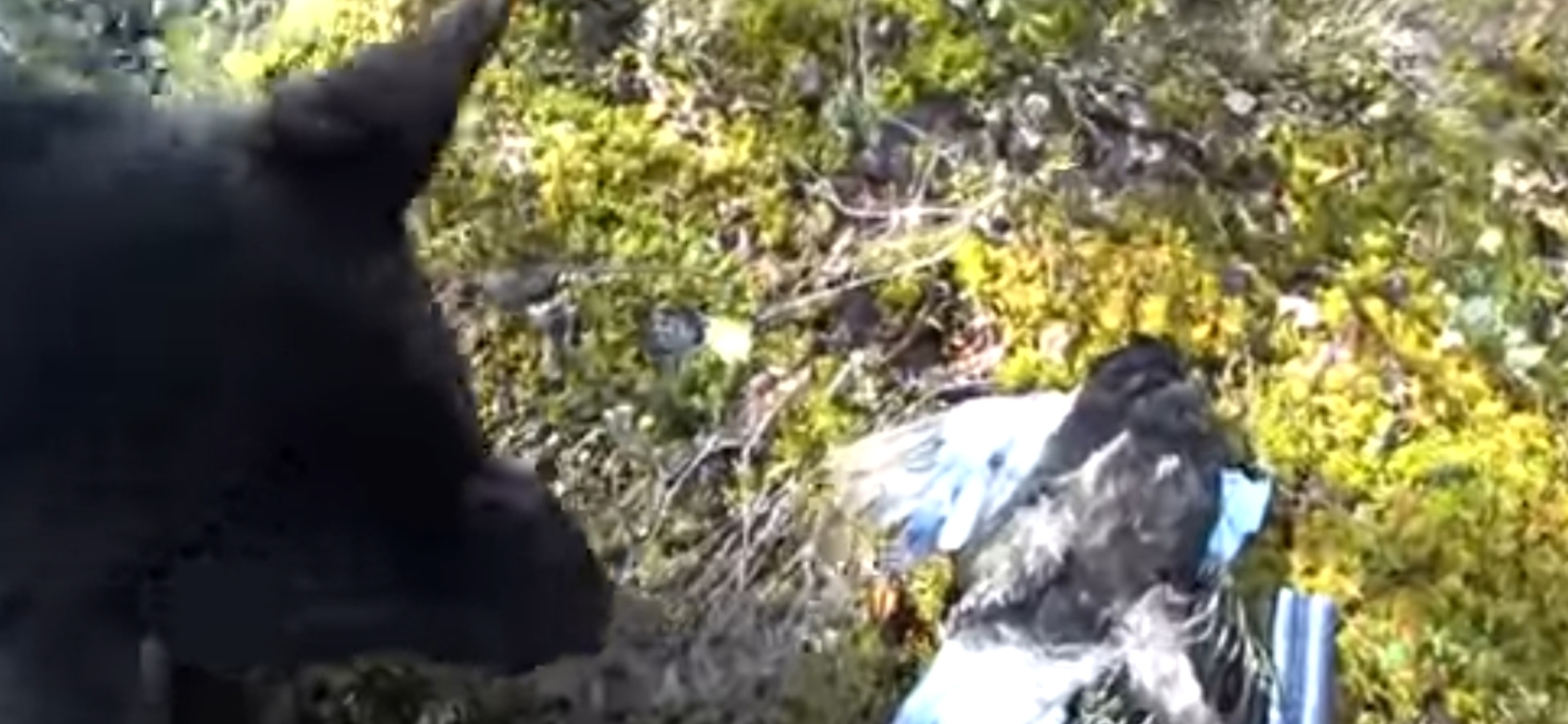 ОХОТА НА БОРОВУЮ ДИЧЬ / ОХОТА С ЛАЙКОЙ НА ТЕТЕРЕВА смотреть онлайн