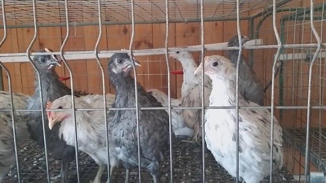 Несушка с голубым яйцом Силверудд Блу смотреть онлайн