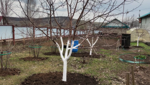 Обрезка, опрыскивание и побелка плодовых деревьев весной.