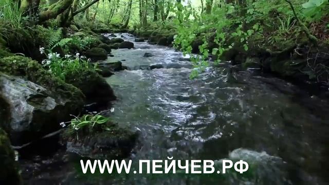 Практика «Чем опасна привязанность к людям?» [Николай Пейчев. Академия Здоровья] смотреть онлайн