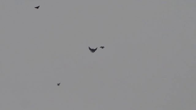 Голуби.3.06.2021г смотреть онлайн