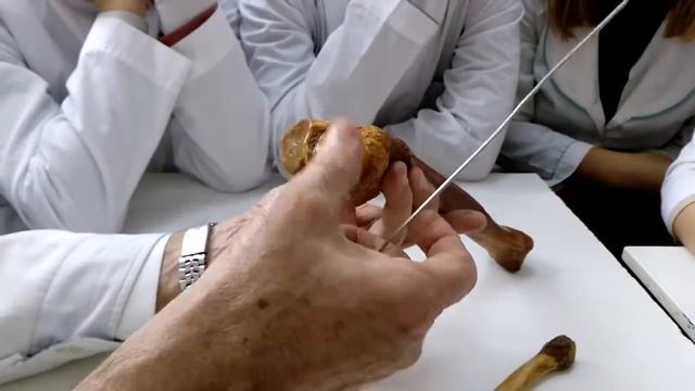 Малая берцовая кость смотреть онлайн